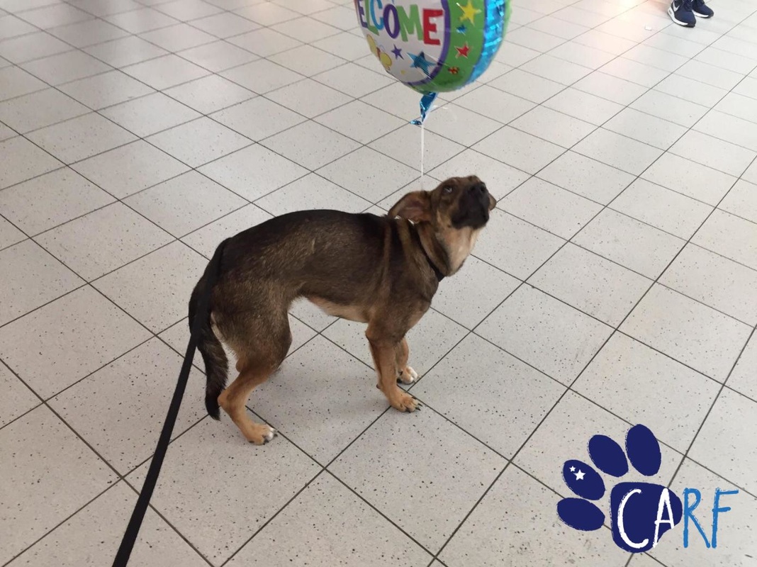 Bumper goes Netherlands | Curacao Dog Gets 2nd Chance in Life