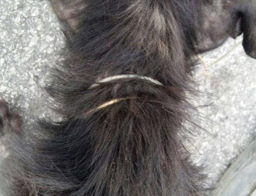 “Curaçao; a country with such a blatant disregard for animal welfare”