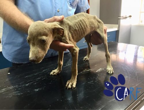 Donations Needed To Help Care For Abandoned Puppies