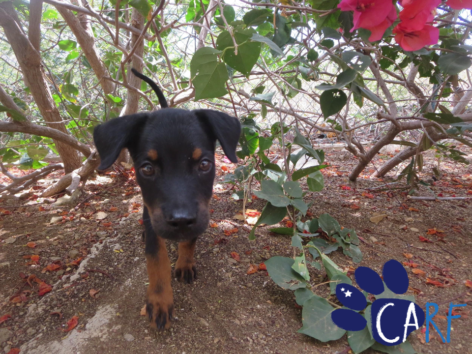 Puppy Drew, The Little Adventurer of Curaçao