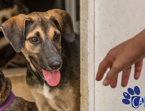 Wanted: CARF Foster Families