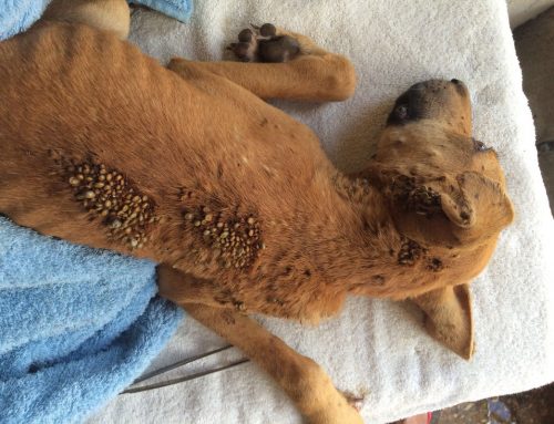 You Can’t Save Them All