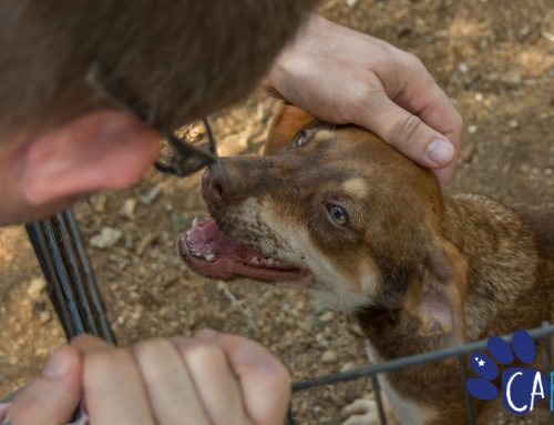 5 Reasons To Foster A CARF Dog