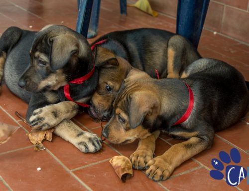 Coming Up: Celebrate 8 Years of CARF