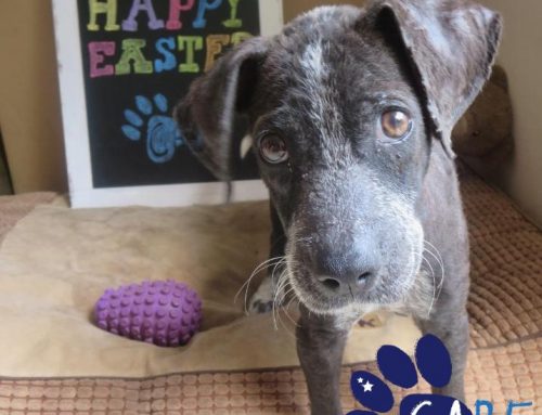 Easter Comes, And Easter Goes (But Rescue Never Stops)