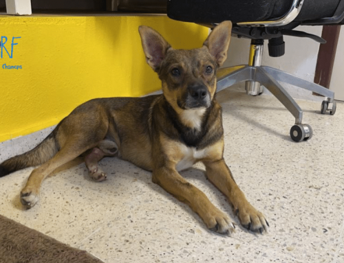 Rescued Dog Bronco on the Mend after Surgery