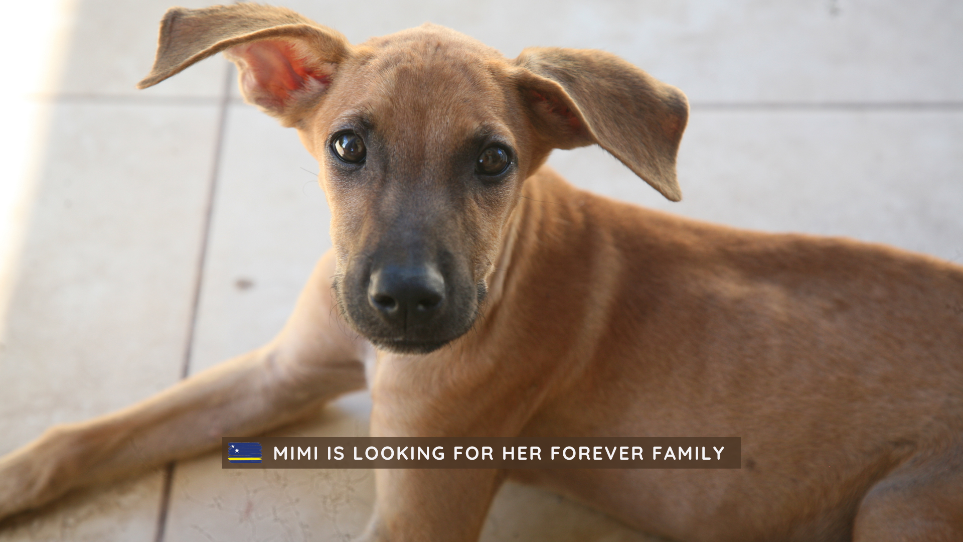 Mimi is looking for a family to adopt her