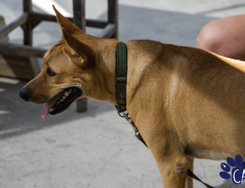 CARF celebrates World Animal Day 2019 at Dive City Curaçao