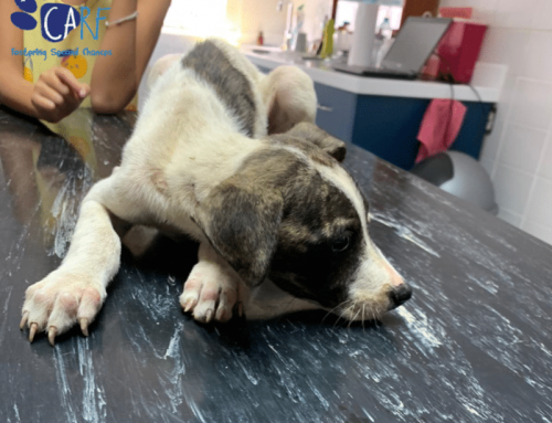 Four Puppies Rescued From Busy Main Street in Curaçao