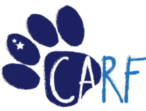 Lost in Paradise: The Dogs Of Curaçao