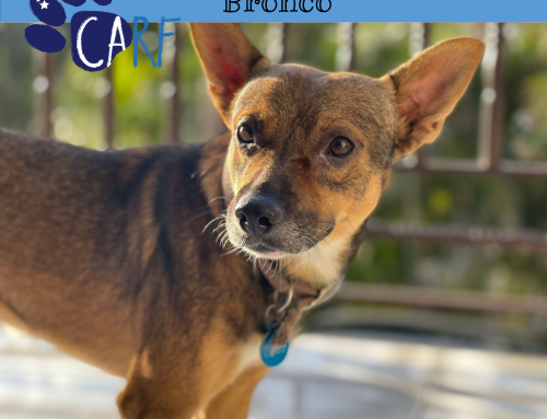 CARFIE Van De Week: Bronco