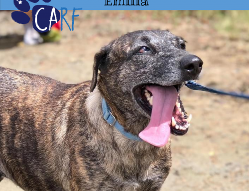 CARFIE Of The Week: Emilia