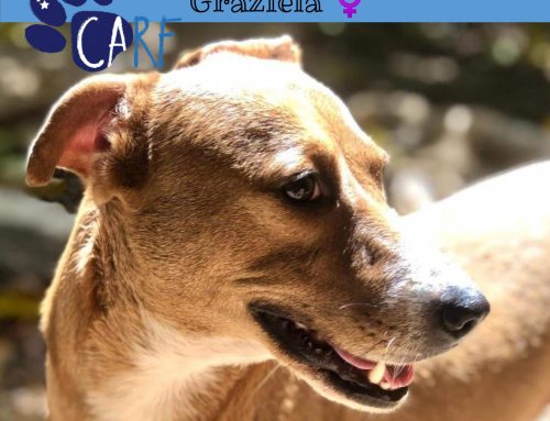 CARFIE Of The Week: Graziela | From Trash to Treasure