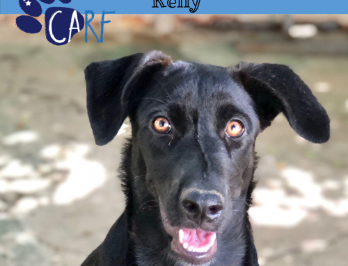 CARFIE Of The Week: Kelly