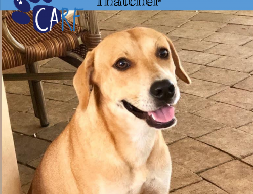 CARFIE Van De Week: Thatcher