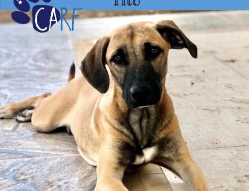 CARFIE van de Week: Tito