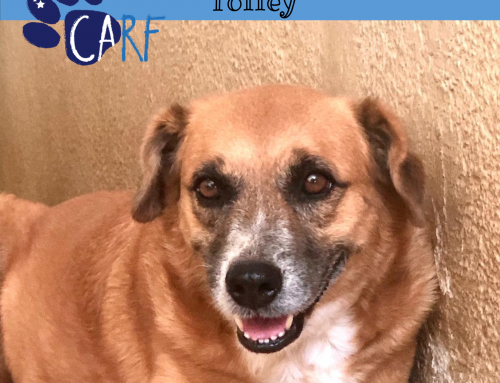 CARFIE Van De Week: Toffey