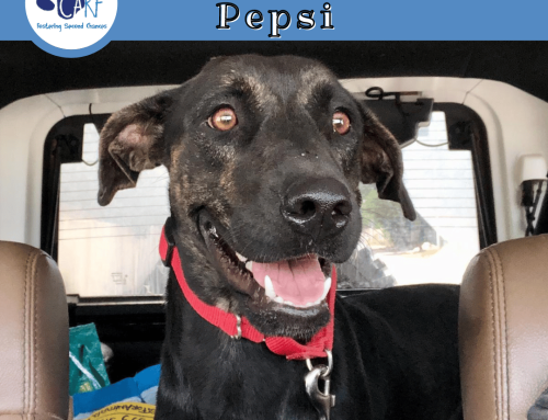 CARFIE Of The Week: Pepsi