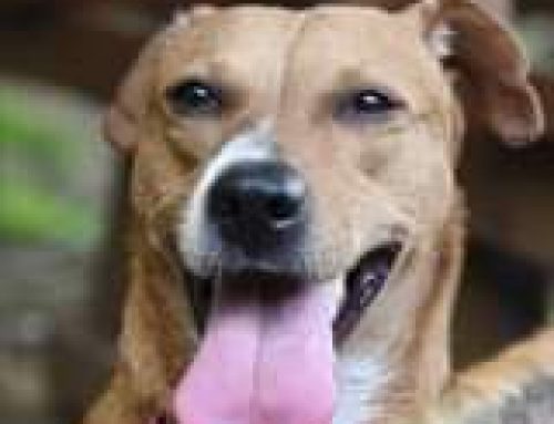 Een Lot Voor Een Bot helpt de zwerfhonden op Curaçao