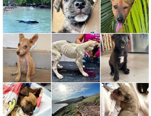 Happy 2023!  This past year was a busy one for us at CARF. With a small team and limited f…