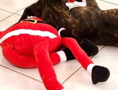 Hey ! We got some carfies in need of a place to crash over the holidays. Please consider o…