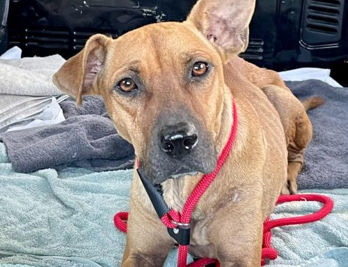 IT’s #givingtuesday2022 today !…