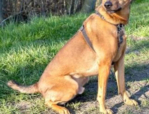 Scott zoekt een thuis (Nederland)…