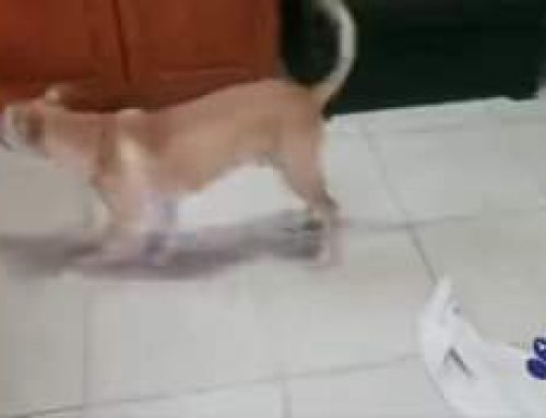 This adorable guy is urgently in need of a new fosterhome or even better a lifetime home….