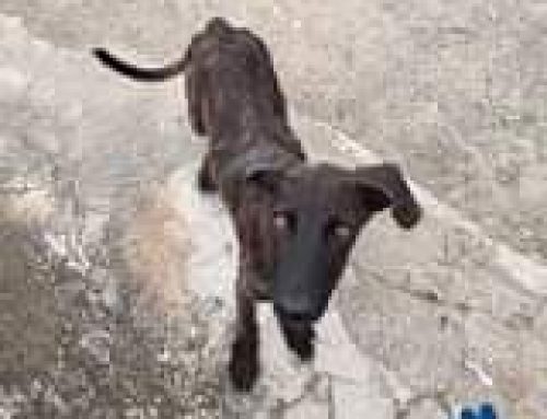 This sweet snuggler came to CARF via a kind woman who found him alone & starving in th…