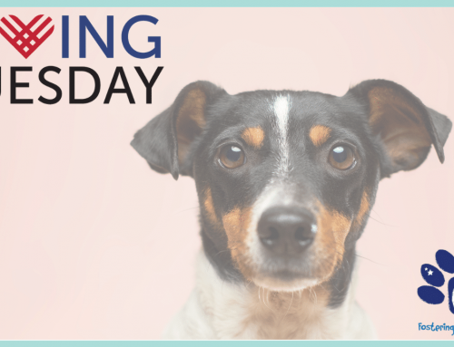 Giving Tuesday | Support the Curaçao Animal Rights Foundation