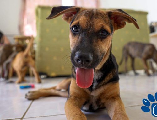 Positive Puppy (P)Update: Rescued Puppies are Blossoming into Happy Pets