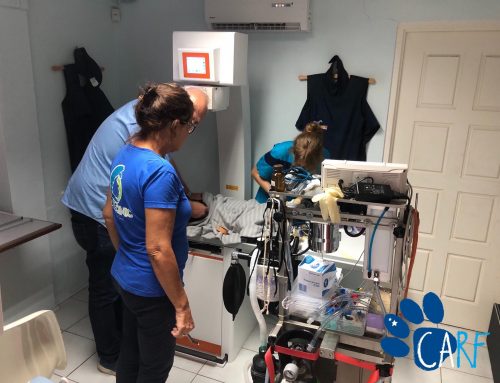 CARF Volunteers rescue Family of Three Dogs at Caracasbaai, Curaçao