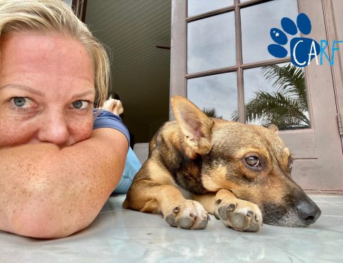 Stray Dog Finally Lets Himself Be Rescued | Dogs of Curaçao