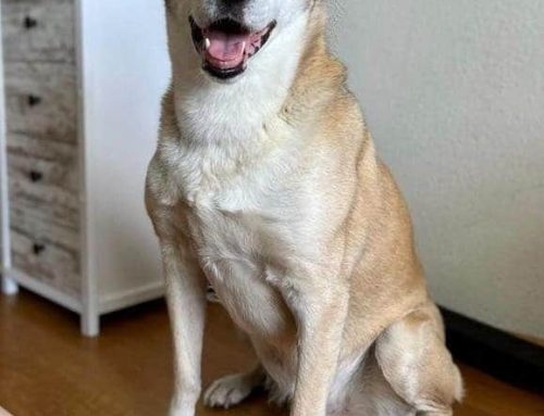 Curaçaose Boris (10) Zoekt Een Nieuw Baasje in Nederland