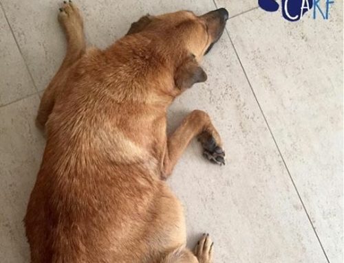 Homeless Soon-To-Be-Momma Dog Needs Our Help!