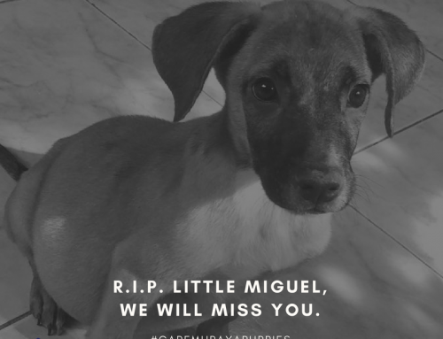 Rest In Peace, Little Miguel…