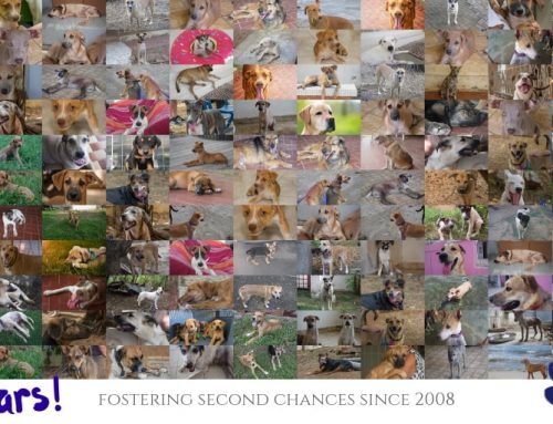 CARF CURAÇAO: 11 YEARS OF RESCUING & REHOMING DOGS