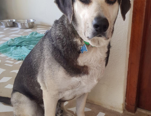 CARF’s Pet Adoption Update: Sneezy