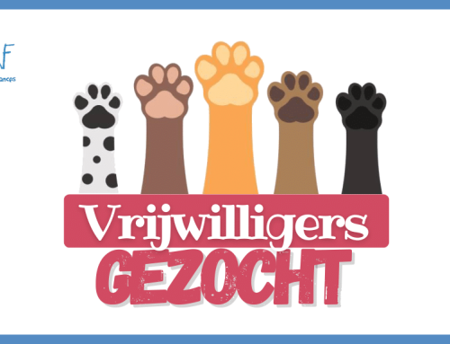 Vrijwilligers Gezocht: Maak het Verschil voor Zwerfhonden op Curaçao