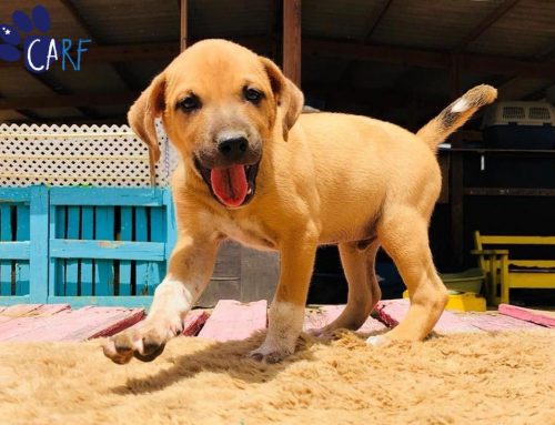 5x Dogs Before & After Being Rescued By CARF Curaçao