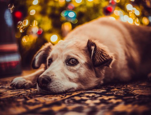Holiday Gift Idea for Dog Lovers | Virtually Adopt A Dog From Curaçao