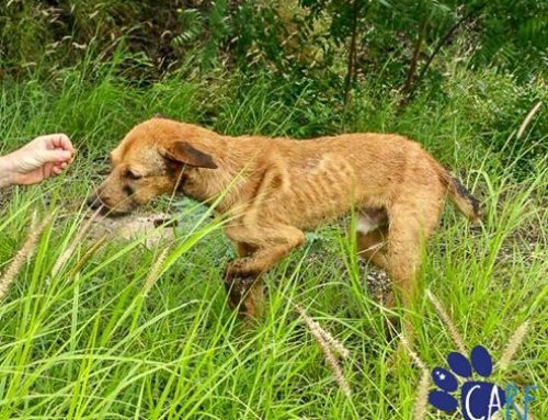 Ed Needs Your Help. We Need Your Help.