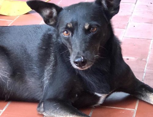 CARFIE Of The Week: Maya