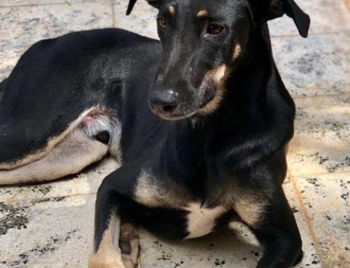 CARFIE Of The Week: Popeye