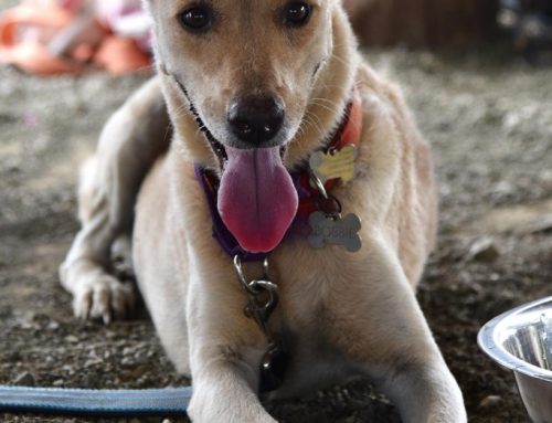 CARFIES Van De Week: Bobbie en Puppy