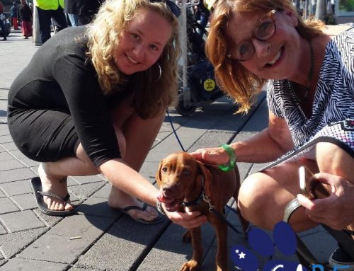 Adopteer Een Straathond Uit Curaçao