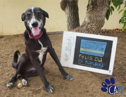 Felis Dia Di Bandera!