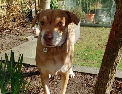 Lief Baasje Gezocht Voor Curaçaose Scarlett