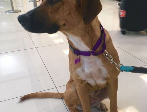 Yippee… Alenna Found Her Home!